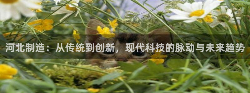 娱乐星天地欧豪：河北制造：从传统到创新，现代科技的脉动与未来